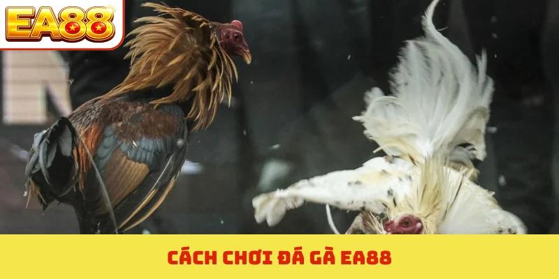 Đá Gà EA88 - Top 4 Tuyệt Chiêu Soi Kèo Chuẩn Xác Nhất 5 Đá gà ea88